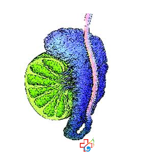 男性要提防附睪炎的危害有什么？九江醫(yī)大醫(yī)院