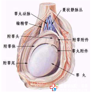 附睪炎，不只是炎癥那么簡(jiǎn)單 九江醫(yī)大醫(yī)院