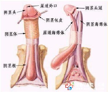 男科專家解析：什么是陰莖畸形？ 九江醫大醫院