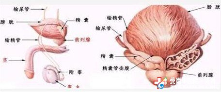 預(yù)防前列腺炎，從生活習(xí)慣入手