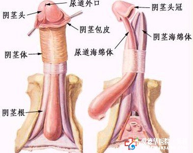 九江割包皮多少錢