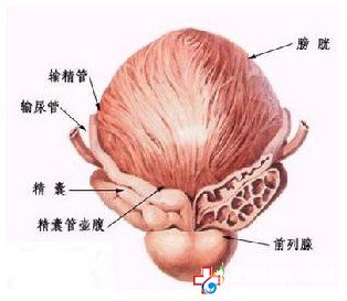 闡述五種誘發前列腺痛的病因