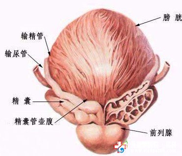 急性前列腺炎的主要癥狀有哪些