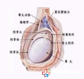 睪丸一大一小正常嗎-九江男科醫院